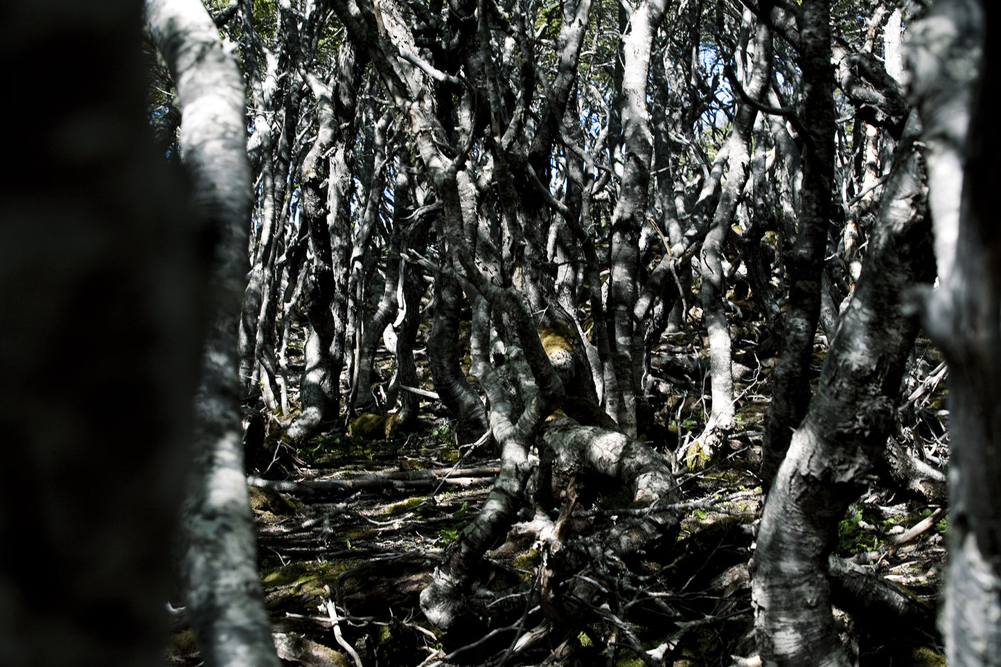 bruna rotunno - enchanted forest #1