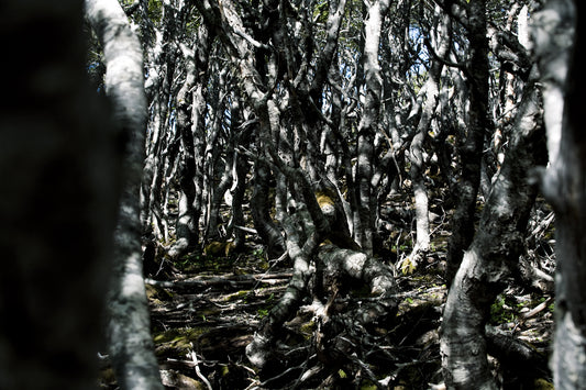 bruna rotunno - enchanted forest #1
