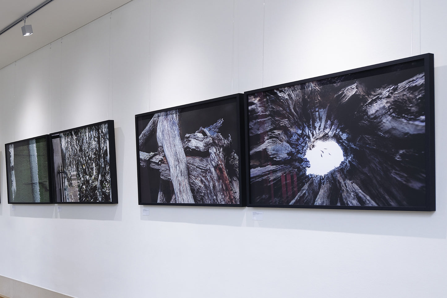 bruna rotunno - enchanted forest #1