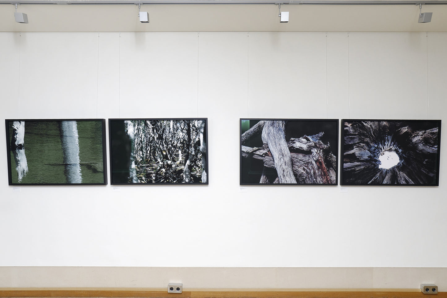 bruna rotunno - enchanted forest #1